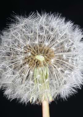 Blowball wild flower