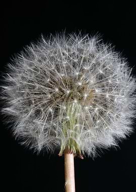 Blowball wild flower