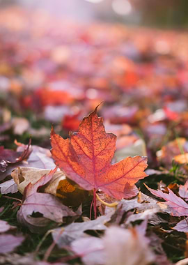 Red Leaf