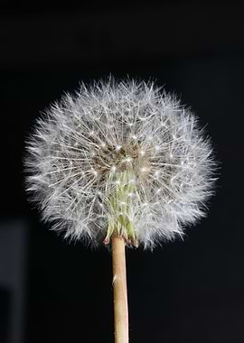 Taraxacum blowball flower