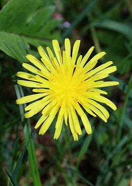 Taraxacum blowball flower