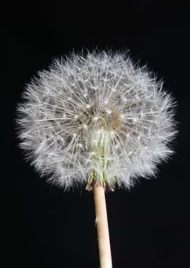 Taraxacum blowball flower