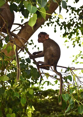 A Monkey
