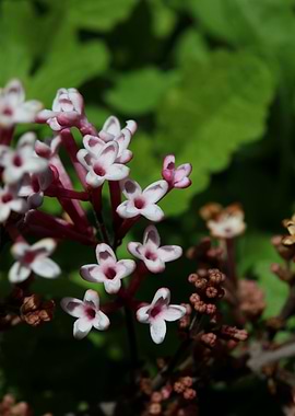 Syringa vulgaris oleaceae
