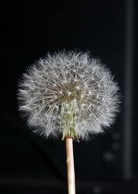 Taraxacum blowball flower