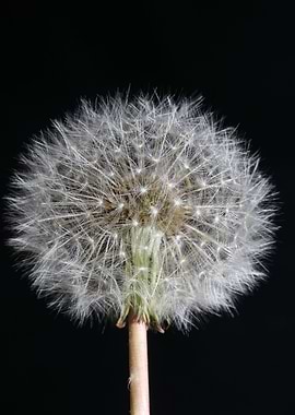 Taraxacum blowball flower