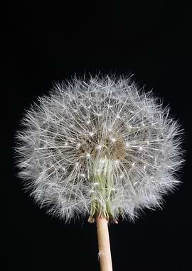 Blowball wild flower