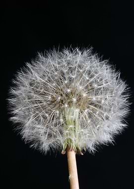 Taraxacum blowball flower