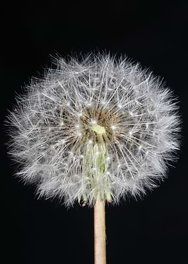 Blowball wild flower