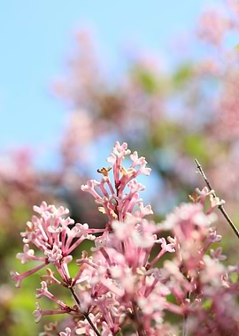 Syringa vulgaris oleaceae