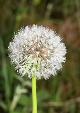 Blowball wild flower