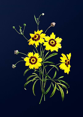 Coreopsis Elegans on Blue