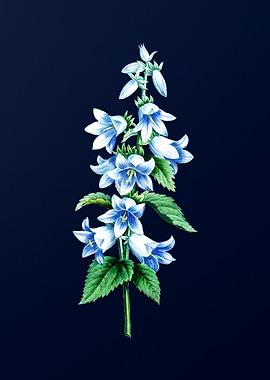 Bellflowers on Blue