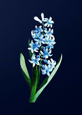 Dutch Hyacinth on Blue