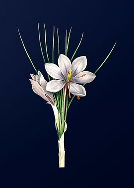 Autumn Crocus on Blue