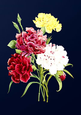 Carnations on Blue