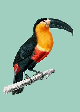 Toucan