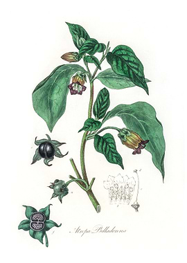 Deadly nightshade Atropa