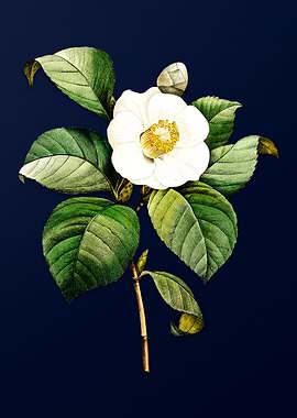 Japanese Camellia on Blue