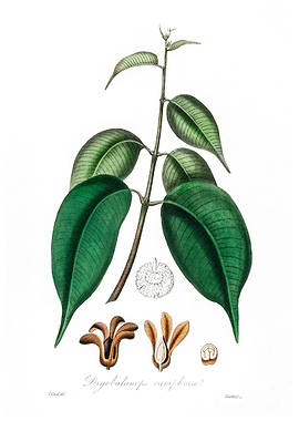 Borneo camphor