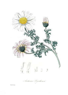 Mount Atlas daisy