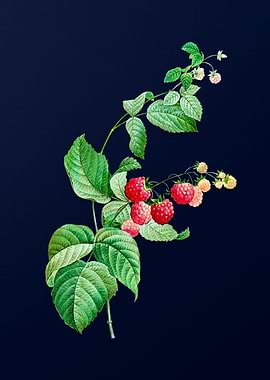 Red Berries on Blue