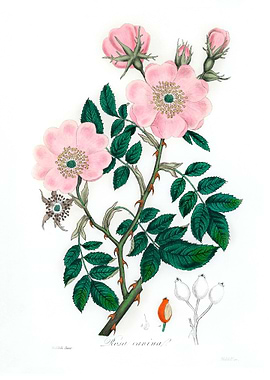 Dog rose Rosa canina
