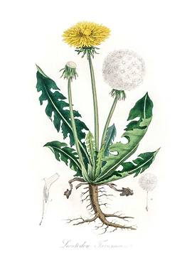 Leontodon taraxacuma