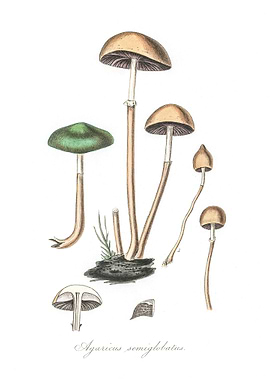 Agaricus semiglobatus