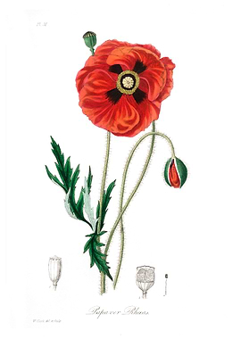Common poppy Papaver