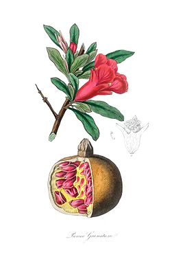 The pomegranate Punica