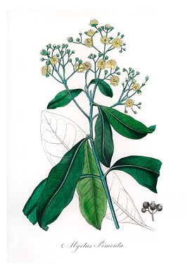 Allspice Myrtus pimenta