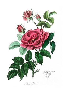 French rose Rosa gallica