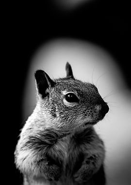 The portrait of a squirrel