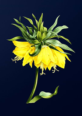 Kaisers Crown on Blue