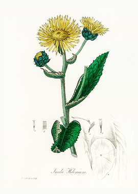Elecampane Inula helenium