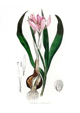 Autumn crocus Colchicum