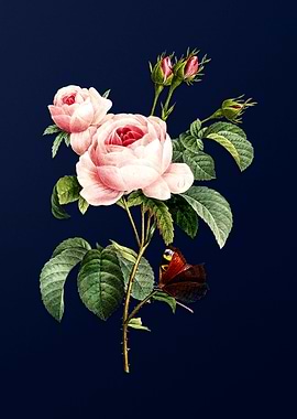 Provence Rose on Blue