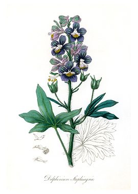 Delphinum staphisagria