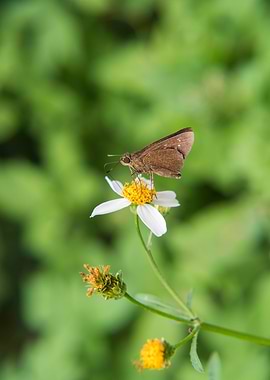 Butterfly on the flowers