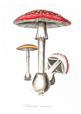 Amanita muscaria
