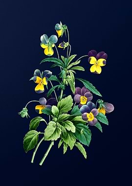 Johnny Jump Up on Blue