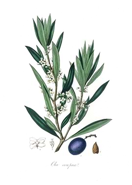 Olive Olea europaea