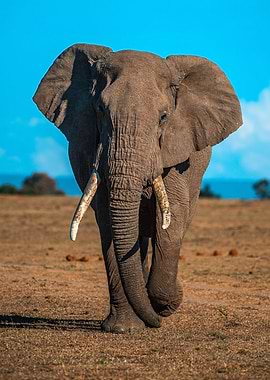 Elephant Animal by Nature