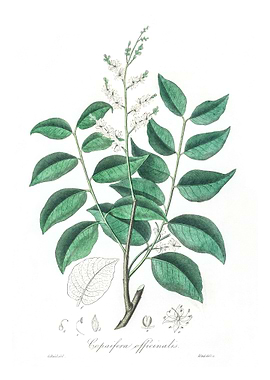 Diesel tree Copaifera