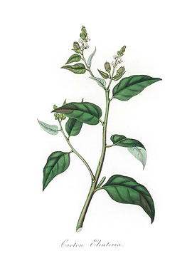 Croton eleuteria