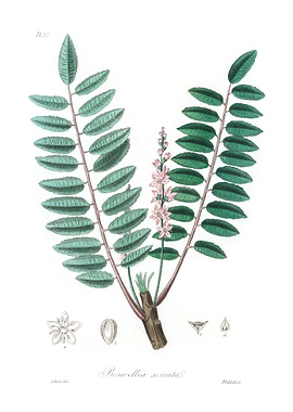 Boswellia serrata