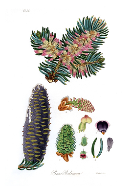 Balsam Pinus balsamea