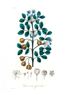 Guaiacwood Guaiacum