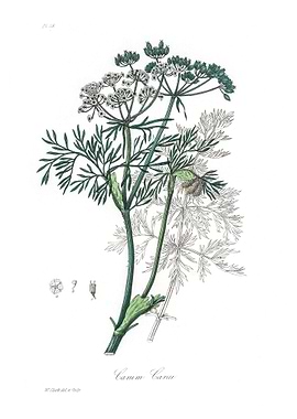 Caraway Carum
